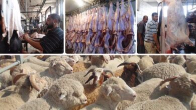 المصريون ذبحوا 12573 بقرة و3074 جاموسة و3379 خروفًا في المجازر الحكومية