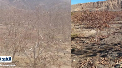 الاهمال يدمر مزرعة كبيرة بالقصير