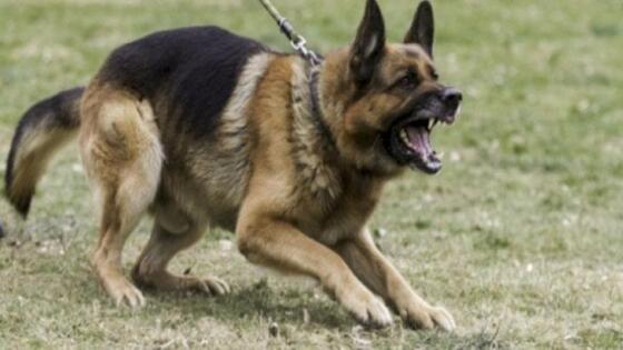 عقوبات تصل إلى الحبس والغرامة حال حيازة كلب دون ترخيص