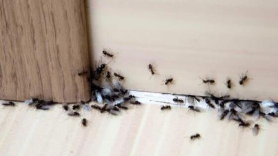 لن تصدق.. لدغة النمل تقدم 6 فوائد صحية لك