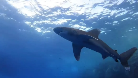 شاهد بالفيديو : القرش الأبيض المحيطي يسيطر علي مرسي علم