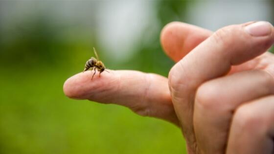 لسعة النحل قد تسبب الحساسية الشديدة وتؤدى إلى الوفاة